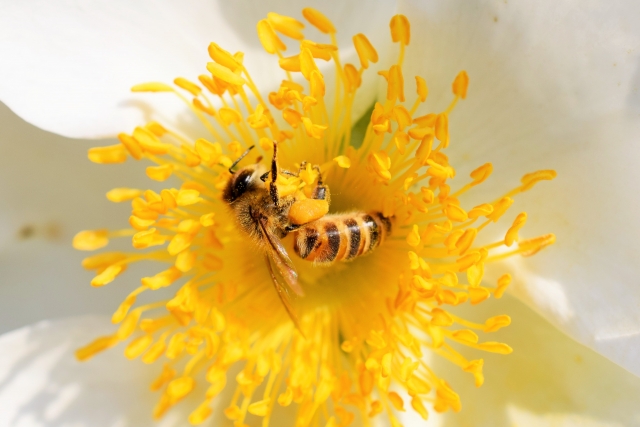 のんびり里山日本蜜蜂養蜂記　2020/08/25