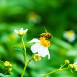 のんびり里山日本ミツバチ養蜂記
