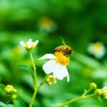 のんびり里山日本蜜蜂養蜂記～２０２０/10/10～