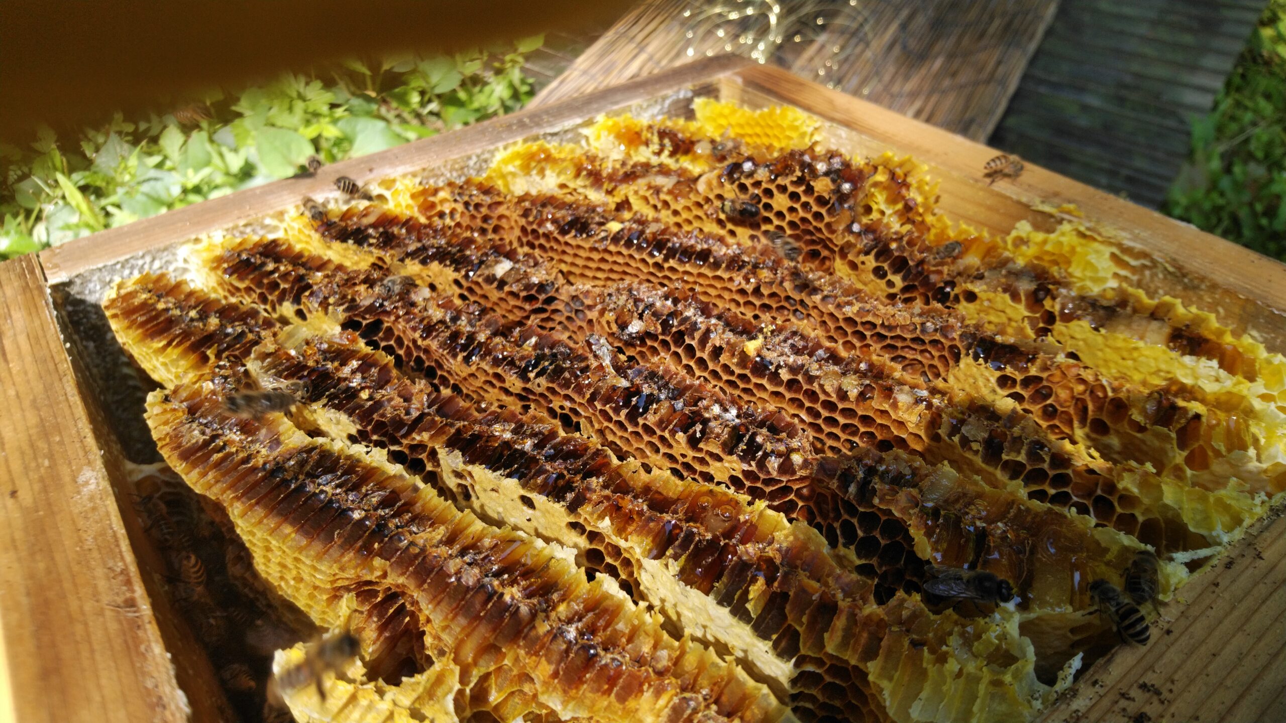 のんびり里山、日本蜜蜂養蜂記２０２１・４・２１～